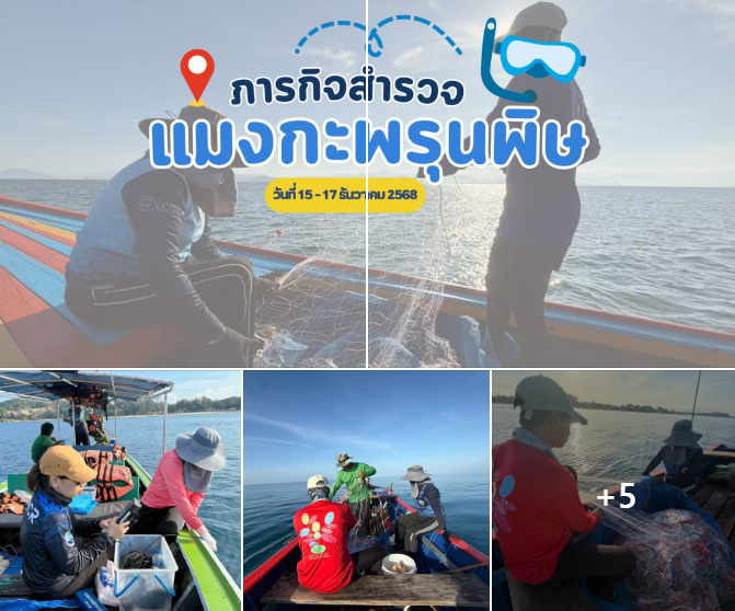 กรมทะเล สำรวจแมงกะพรุนพิษฝั่งอันดามันตอนบน ย้ำความปลอดภัยนักท่องเที่ยว