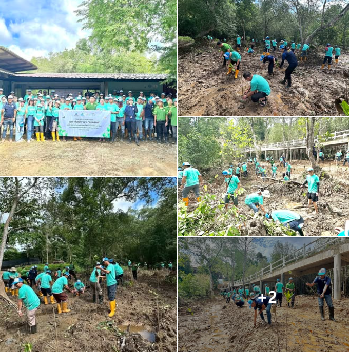 กรม ทช. เข้าร่วมกิจกรรม ปลูกป่าชายเลน ภายใต้ " โครงการ PTTEP FROM WE TO WORLD PLANTING DAY 2025 ปลูก ต้นกล้า เพาะ ความรักษ์” จังหวัดระนอง
