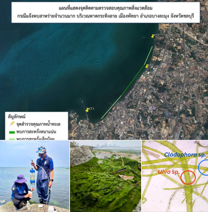กรม ทช. ลงพื้นที่ตรวจสอบคุณภาพสิ่งแวดล้อม กรณีแจ้งพบสาหร่ายจำนวนมาก บริเวณหาดกระทิงลาย จังหวัดชลบุรี