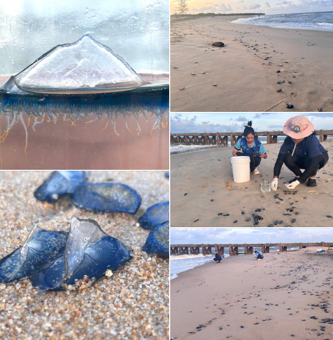 โปรดระวัง!! แมงกะพรุนกะลาสีเรือ เกยหาดตะโละสะมิแล จ.ปัตตานี