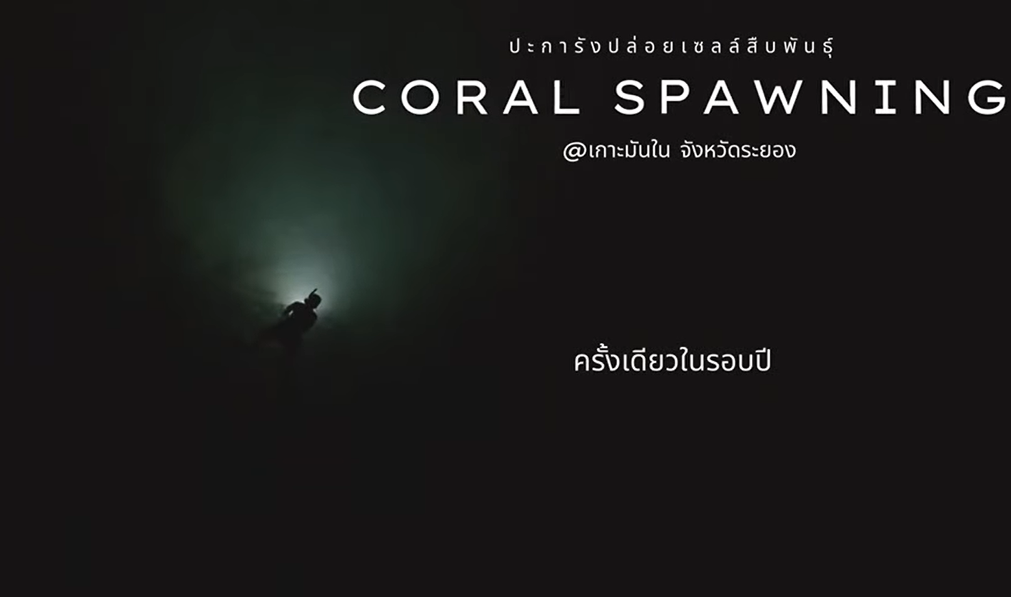 กรมทะเล จัดเฝ้าสังเกตการเพาะพันธุ์ปะการังแบบอาศัยเพศและการแพร่กระจายของตัวอ่อนปะการัง ณ เกาะมันใน จังหวัดระยอง