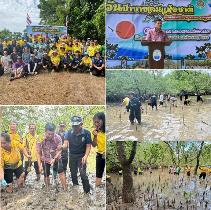 กรมทะเล จัดกิจกรรมเนื่องในวันป่าชายเลนแห่งชาติ ประจำปี พ.ศ. 2568 ณ พื้นที่ป่าชายเลน ต.บางนายสี อ.ตะกั่วป่า จ.พังงา