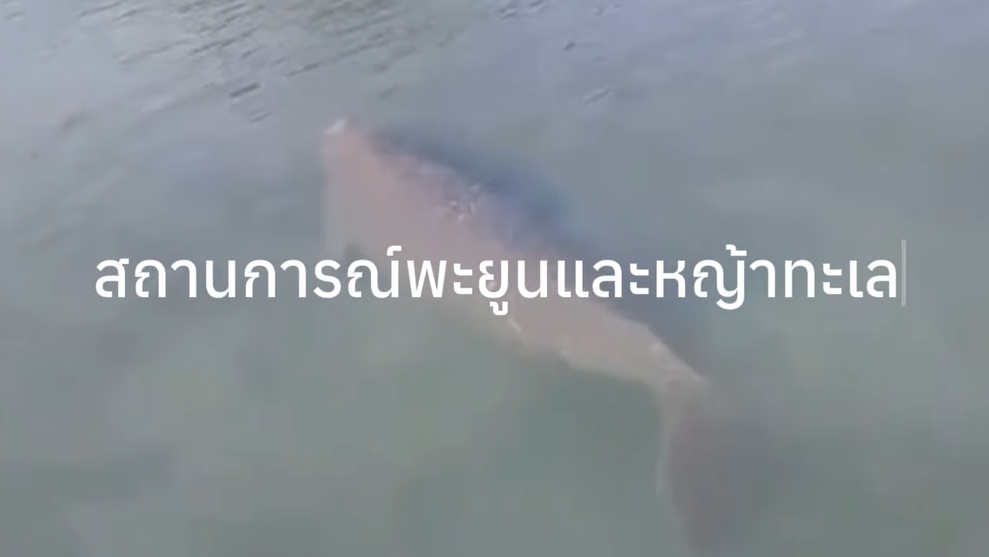 บทสัมภาษณ์ : นายอุกกฤต สตภูมินทร์ รองอธิบดีกรมทรัพยากรทางทะเลและชายฝั่ง เรื่อง : สถานการณ์พะยูนและหญ้าทะเล
