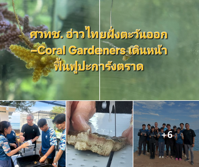 ศวทช. อ่าวไทยฝั่งตะวันออก–Coral Gardeners เดินหน้าฟื้นฟูปะการังตราด