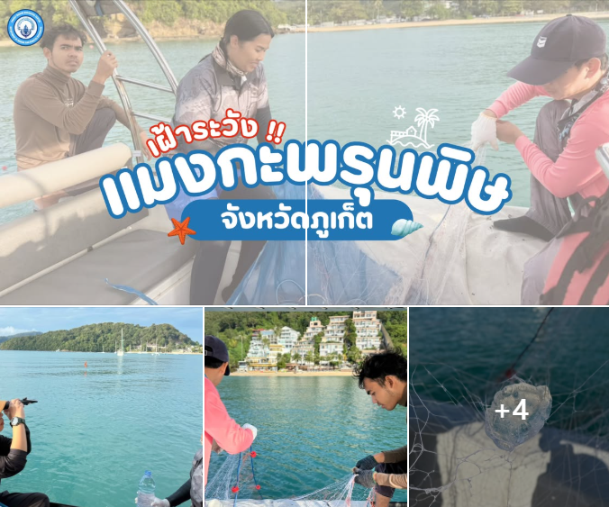 ผลสำรวจอ่าวยนยังไม่พบแมงกะพรุนพิษ ย้ำเฝ้าระวัง–เตือนนักท่องเที่ยวเพิ่มความปลอดภัย