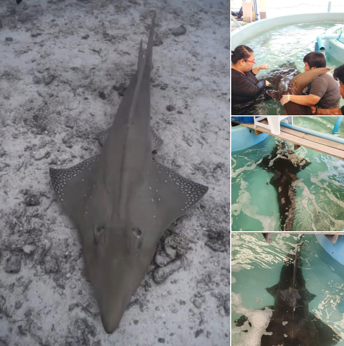 จากกรณีที่มีการพบปลาโรนันขนาดใหญ่ ว่ายน้ำใกล้แนวชายหาด บริเวณชายหาดอ่าวประจวบคีรีขันธ์