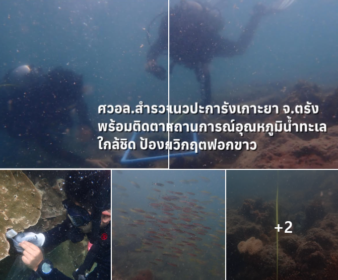 กรมทะเล เผยผลสำรวจแนวปะการังเกาะยา จ.ตรัง อยู่ในเกณฑ์ "สมบูรณ์ปานกลาง" พร้อมติดตามสถานการณ์อุณหภูมิน้ำทะเลใกล้ชิด ป้องกันวิกฤตฟอกขาว