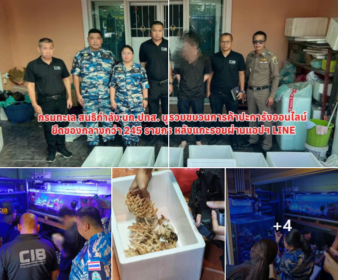 กรมทะเล สนธิกำลัง บก.ปทส. บุกรวบขบวนการค้าปะการังออนไลน์ ยึดของกลางกว่า 245 รายการ หลังแกะรอยผ่านแอปฯ LINE