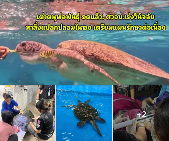 ศวอบ. ช่วยชีวิตเต่าตนุ เร่งตรวจหาสิ่งแปลกปลอม หลังพบความผิดปกติในระบบทางเดินอาหาร