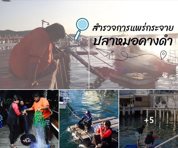 กรมทะเล สำรวจการแพร่กระจายปลาหมอคางดำ จ.ชลบุรี