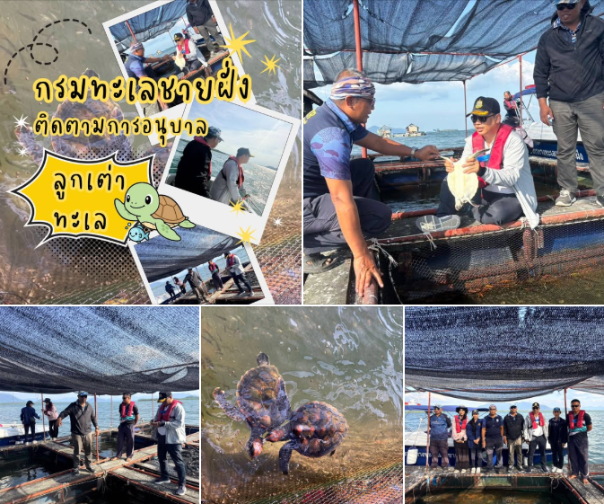 กรมทะเลชายฝั่ง ติดตามการอนุบาลลูกเต่าทะเลเกาะพระทอง เสริมพลังชุมชน เพิ่มโอกาสรอด คืนชีวิตสู่ท้องทะเลไทย