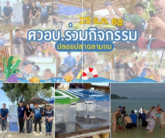 ปล่อย “ฉลามกบครีบเหลี่ยม” คืนสู่ท้องทะเลภูเก็ต เสริมพลังอนุรักษ์ผ่านการมีส่วนร่วมของนักท่องเที่ยว