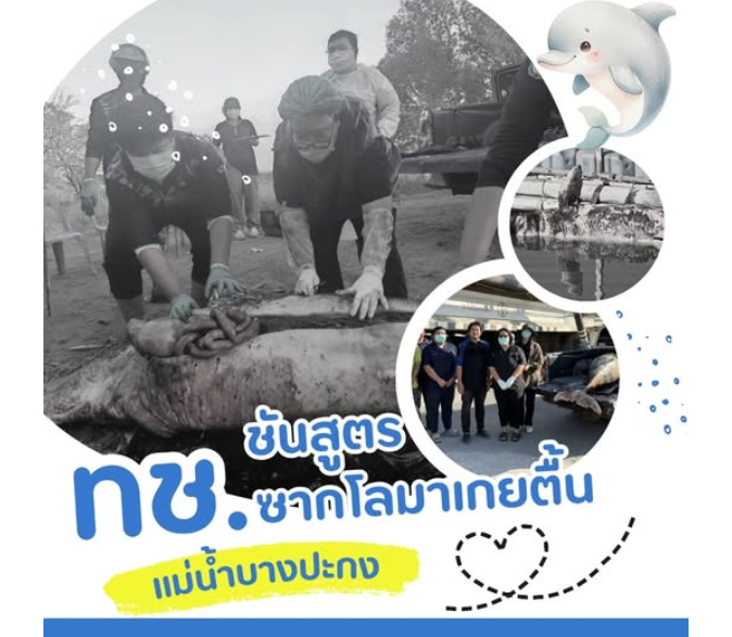 พบซากโลมาอิรวดีเกยตื้นแม่น้ำบางปะกง ชี้ชัดภัยอวนประมงยังคุกคามสัตว์ทะเลหายาก