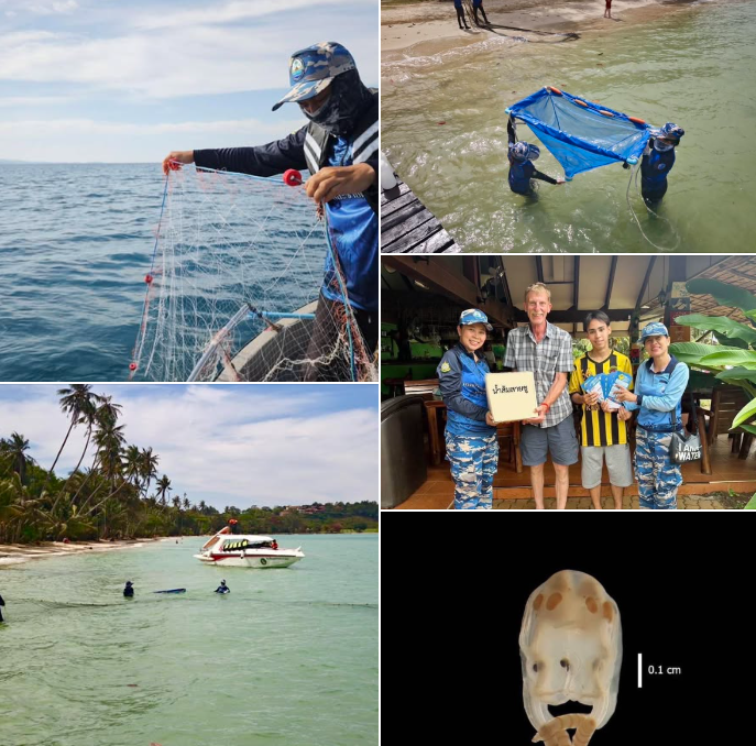 กรมทะเล สำรวจแมงกะพรุนพิษบริเวณอ่าวขาว เกาะหมาก จังหวัดตราด