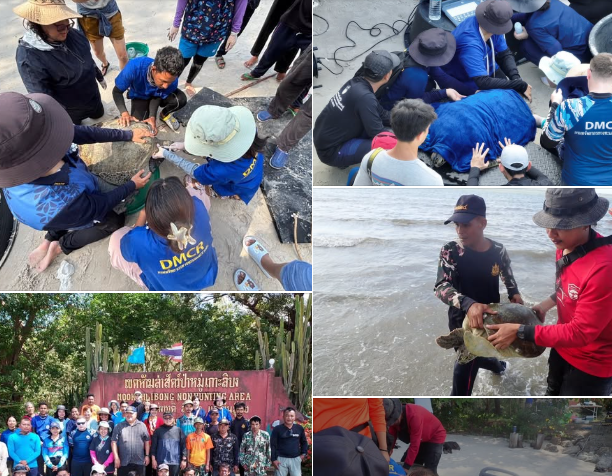 กรมทะเล ตรวจสุขภาพเต่าทะเลในถิ่นที่อยู่อาศัยบริเวณคลองหว้าและแหลมจูโหย ต.เกาะลิบง อ.กันตัง จ.ตรัง