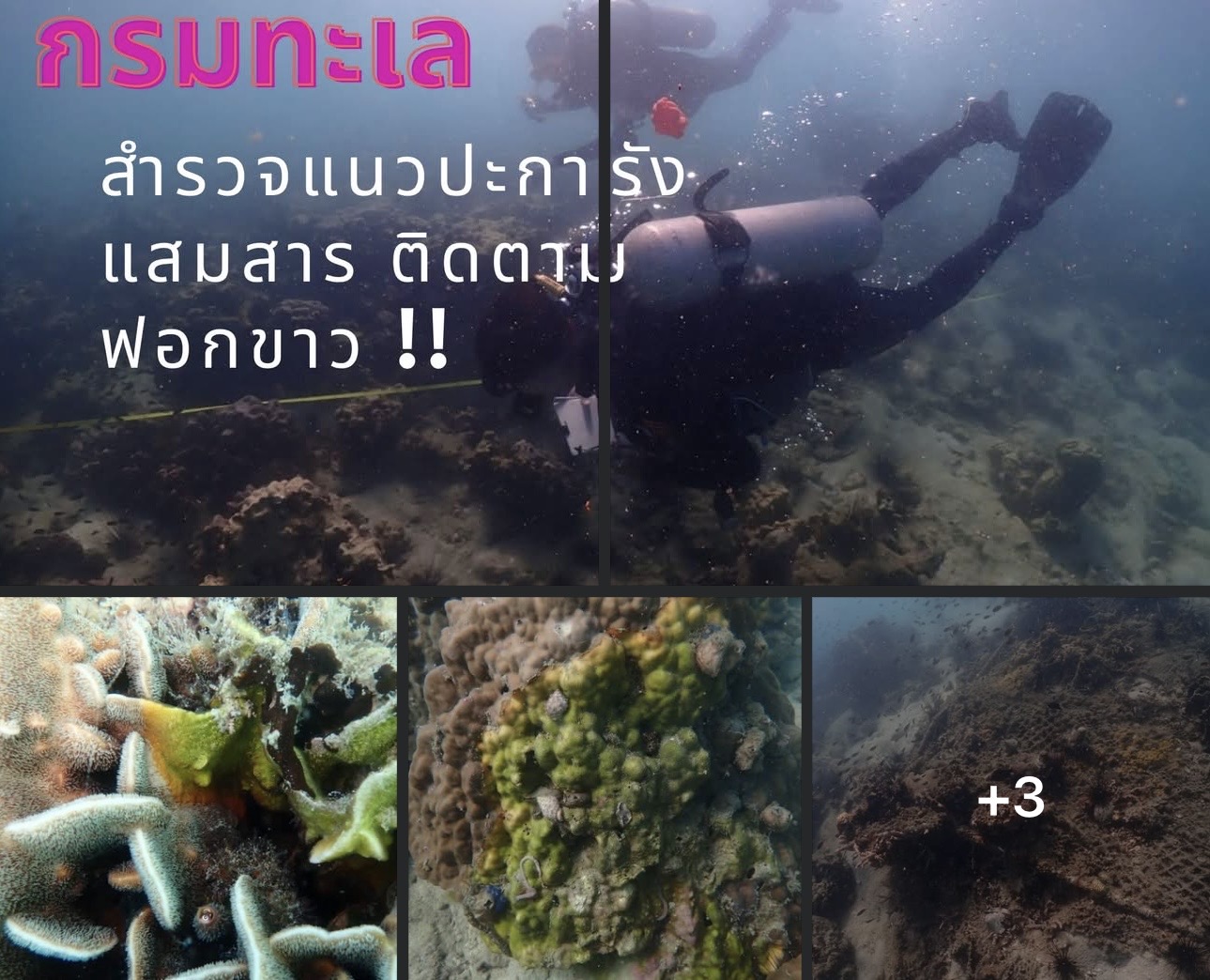 กรมทะเล “สำรวจแนวปะการังแสมสาร ติดตามฟอกขาวโลกปี 2567 เดินหน้าวิจัยเชิงลึกเพื่อฟื้นฟูทะเลไทย”