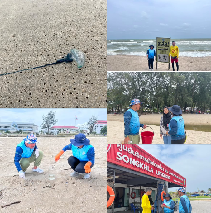แจ้งเตือน พบการแพร่กระจายกลุ่มแมงกะพรุนหัวขวด (Bluebottle Jellyfish) จำนวนมากบริเวณพื้นที่ชายหาดชลาทัศน์ ชายหาดสมิหลา และ ชายหาดแหลมสนอ่อน