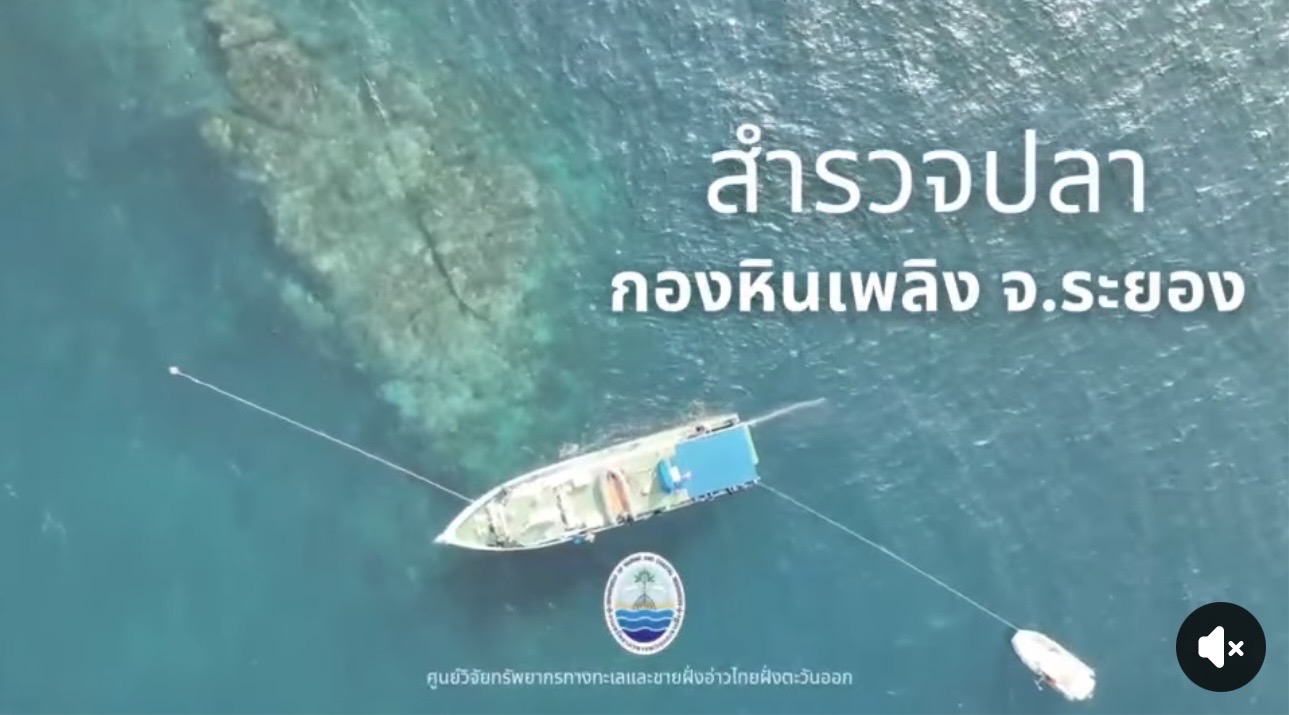 ทช. สำรวจประชาคมปลากองหินเพลิง ระยอง พบความหลากหลายสูง สะท้อนความอุดมสมบูรณ์ระบบนิเวศทะเลไทย