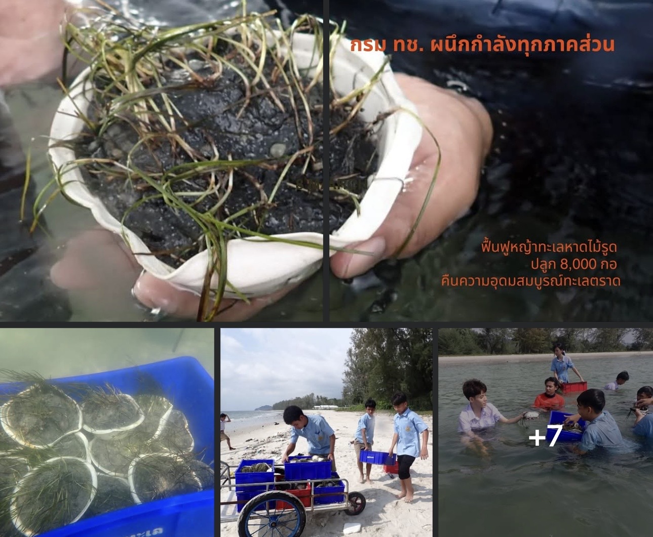 กรม ทช. ผนึกกำลังทุกภาคส่วน ฟื้นฟูหญ้าทะเลหาดไม้รูด ปลูก 8,000 กอ คืนความอุดมสมบูรณ์ทะเลตราด