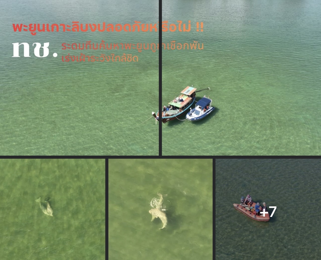 พะยูนเกาะลิบงปลอดภัยหรือไม่!! ทช. ระดมทีมค้นหาพะยูนถูกเชือกพัน เร่งเฝ้าระวังใกล้ชิด