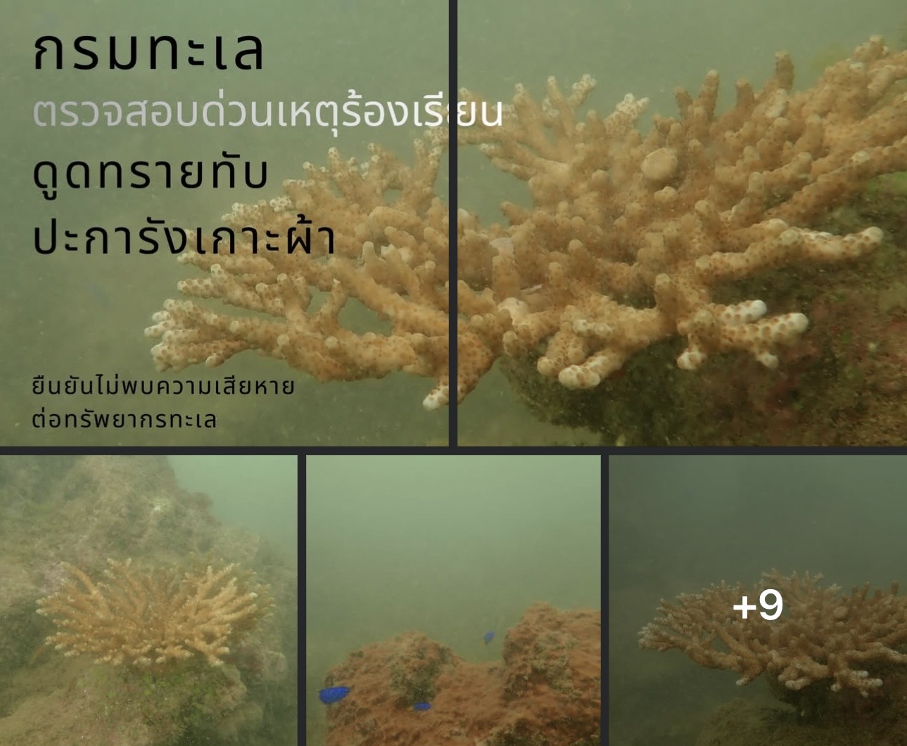 กรมทะเล ตรวจสอบด่วนเหตุร้องเรียนดูดทรายทับปะการังเกาะผ้า ยืนยันไม่พบความเสียหายต่อทรัพยากรทะเล