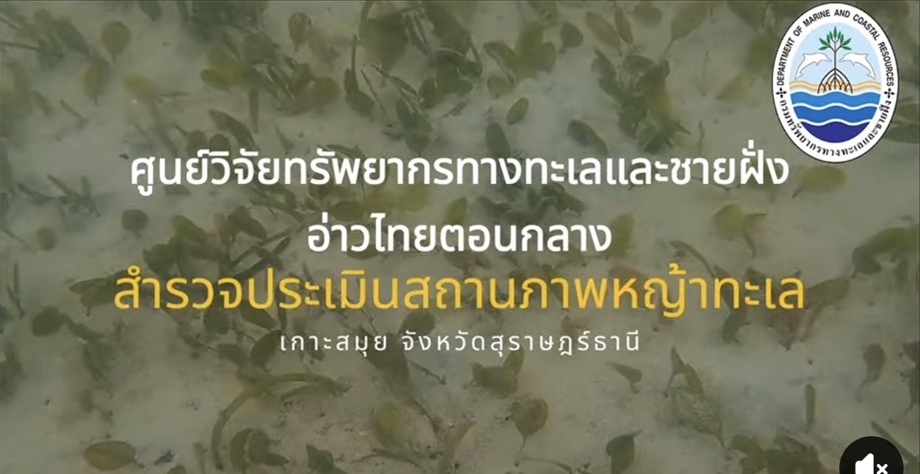 ทช. สำรวจหญ้าทะเลเกาะสมุย พบความสมบูรณ์ระดับดี สะท้อนระบบนิเวศทะเลยังแข็งแรง