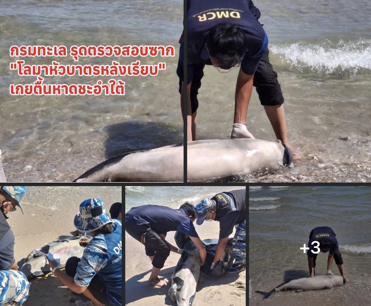 กรมทะเล รุดตรวจสอบซาก "โลมาหัวบาตรหลังเรียบ" เกยตื้นหาดชะอำใต้