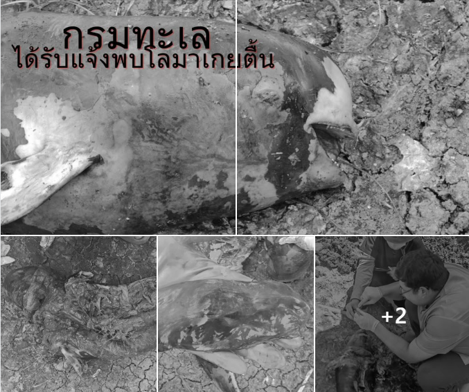 กรมทะเลชายฝั่ง ได้รับแจ้งเรื่องพบซากโลมาเกยตื้น บริเวณชายฝั่งทะเล ตำบลท้ายบ้าน อำเภอเมืองสมุทราการ จังหวัดสมุทรปราการ