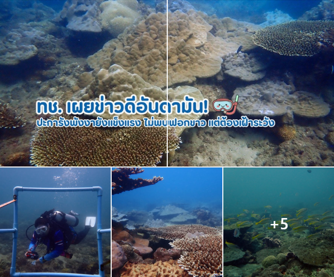 ทช. เผยข่าวดีอันดามัน! ปะการังพังงายังแข็งแรง ไม่พบฟอกขาว แต่ต้องเฝ้าระวัง