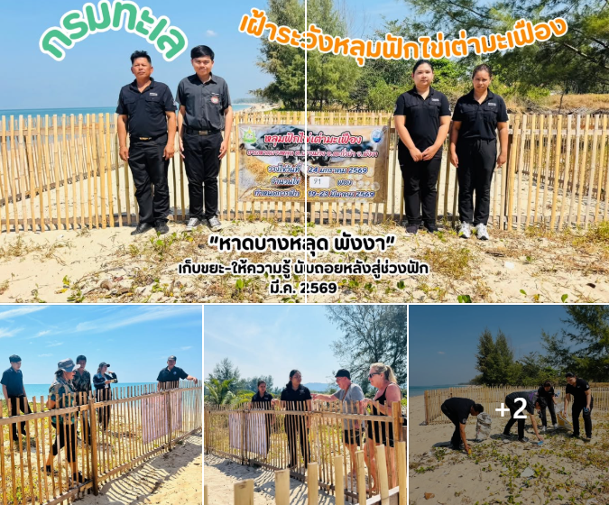 กรมทะเล เฝ้าระวังหลุมฟักไข่เต่ามะเฟือง “หาดบางหลุด พังงา” เก็บขยะ-ให้ความรู้ นับถอยหลังสู่ช่วงฟัก มี.ค. 2569