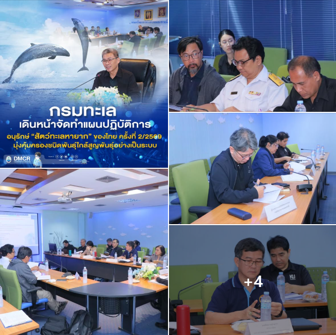 กรมทะเล เดินหน้าจัดทำแผนปฏิบัติการอนุรักษ์ “สัตว์ทะเลหายาก” ของไทย ครั้งที่ 2/2569 มุ่งคุ้มครองชนิดพันธุ์ใกล้สูญพันธุ์อย่างเป็นระบบ