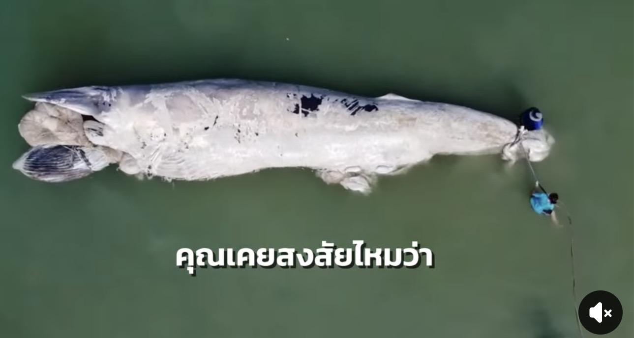 ตอบทุกคำถาม ทันทุกภารกิจ คลายข้อสงสัยให้ประชาชน ทะเล ชายฝั่ง ป่าชายเลน สัตว์ทะเลหายาก