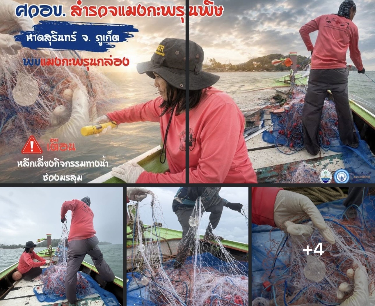 กรมทะเลชายฝั่ง ดำเนินการออกสำรวจแมงกะพรุนพิษบริเวณหาดสุรินทร์ จังหวัดภูเก็ต