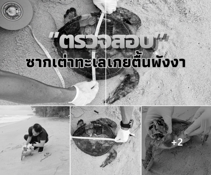 กรมทะเลตรวจสอบซากเต่าทะเลเกยตื้น ณ ชายหาดนาใต้ จังหวัดพังงา