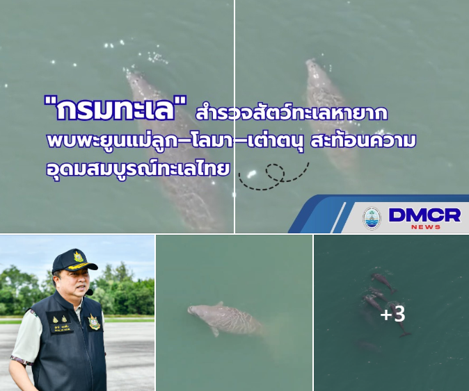 กรมทะเล สำรวจสัตว์ทะเลหายาก พบพะยูนแม่ลูก–โลมา–เต่าตนุ สะท้อนความอุดมสมบูรณ์ทะเลไทย