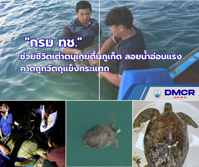 กรมทะเล ช่วยชีวิตเต่าตนุเกยตื้นภูเก็ต ลอยน้ำอ่อนแรง คาดถูกวัตถุแข็งกระแทก