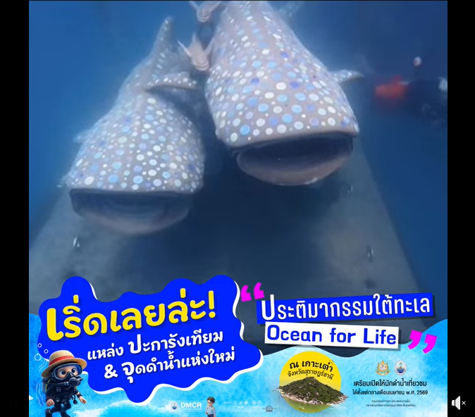 เริ่ดเลยล่ะ !! แหล่งปะการังเทียมและจุดดำน้ำแห่งใหม่ที่เกาะเต่า จังหวัดสุราษฎร์ธานี
