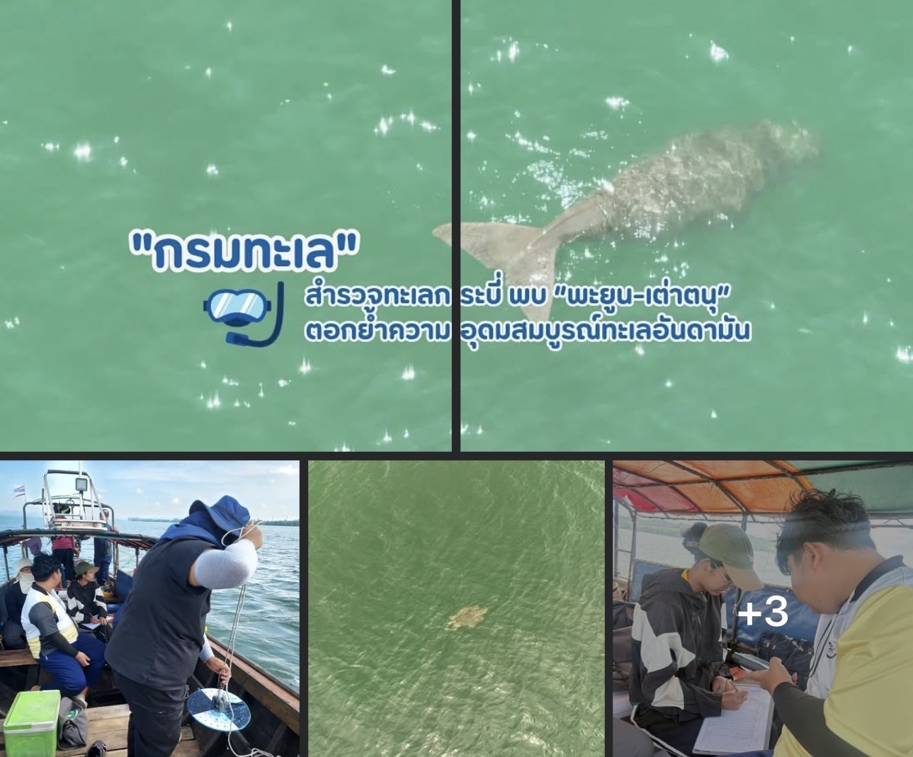 ทช. เผยผลสำรวจทะเลกระบี่ พบ “พะยูน-เต่าตนุ” ตอกย้ำความอุดมสมบูรณ์ทะเลอันดามัน