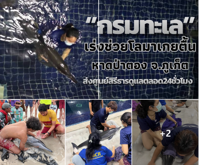 กรมทะเลเร่งกู้ชีวิต "โลมากระโดด" เกยตื้นหาดป่าตอง ส่งศูนย์สิรีธารดูแล 24 ชม.