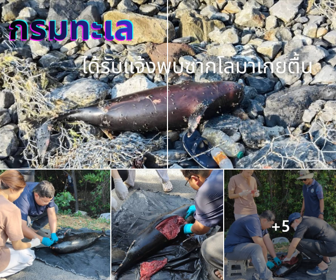 กรมทะเลชายฝั่ง ได้รับแจ้งเหตุจาก สายด่วนพิทักษ์ป่าและรักษาทะเล 1362 มีประชาชนพบซากโลมาเกยตื้น