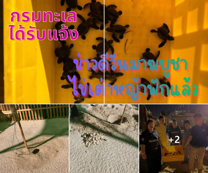 ข่าวดีวันมาฆบูชา ไข่เต่าหญ้าหน้าหาดโรงแรม เลอ เมอริเดียน ภูเก็ต บีช รีสอร์ต ป่าตอง ฟักแล้ว