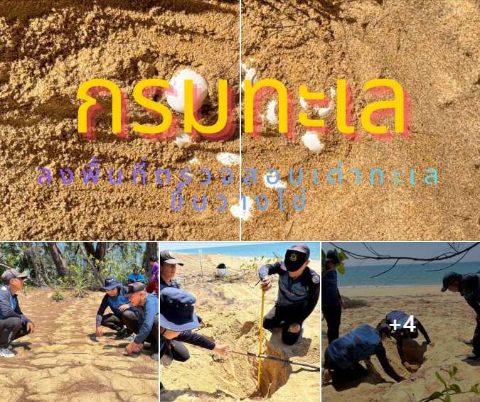 กรมทะเลชายฝั่ง ได้รับแจ้งจากนายพุทธนา เลขอาวุธ ว่าพบร่องรอยเต่าทะเลขึ้นวางไข่บริเวณหาดทุ่งดาบ หมู่ที่ 1 ตำบลเกาะพระทอง อำเภอคุระบุรี จังหวัดพังงา