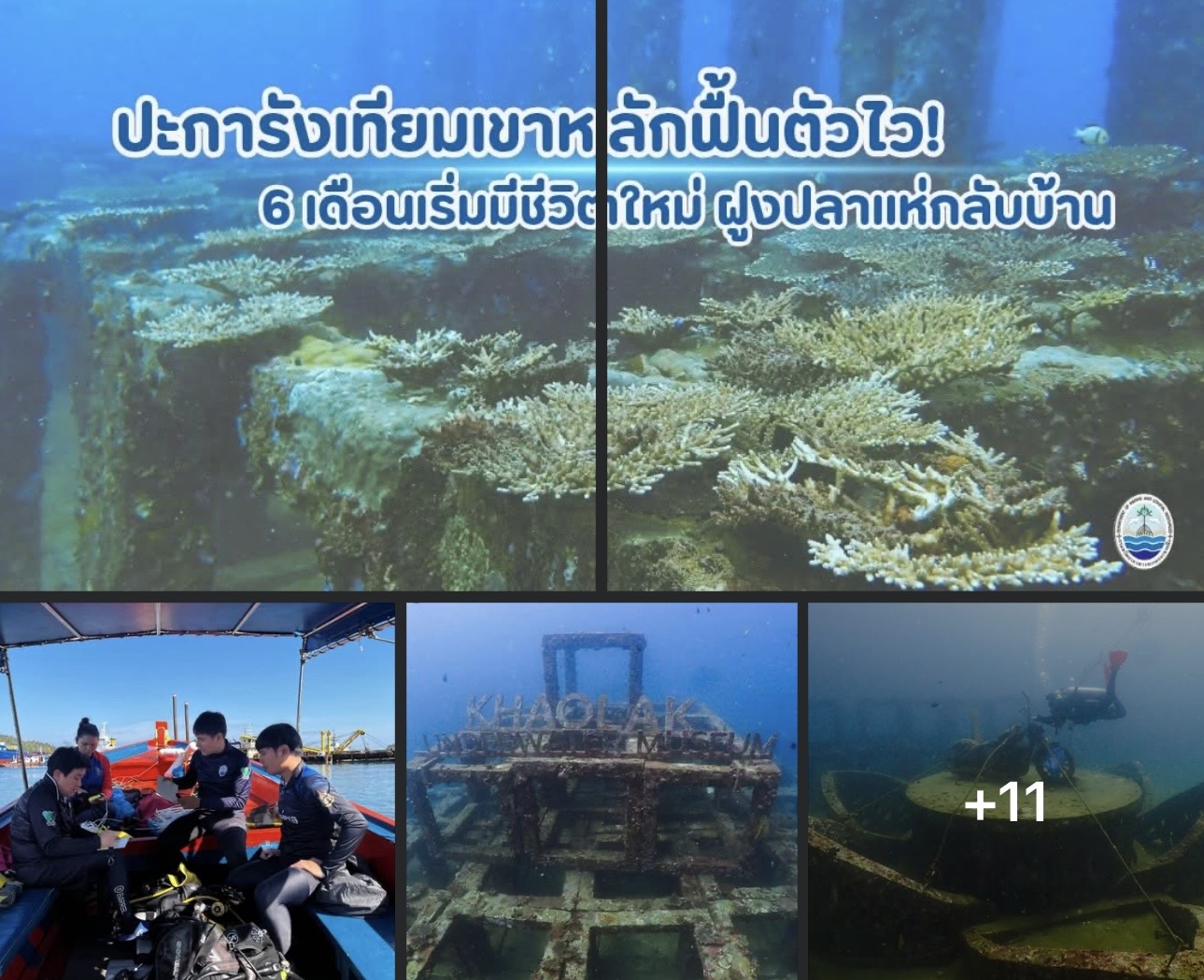 ทช. เผยปะการังเทียมเขาหลักฟื้นตัวไว! 6 เดือนเริ่มมีชีวิตใหม่ ฝูงปลาแห่กลับบ้าน