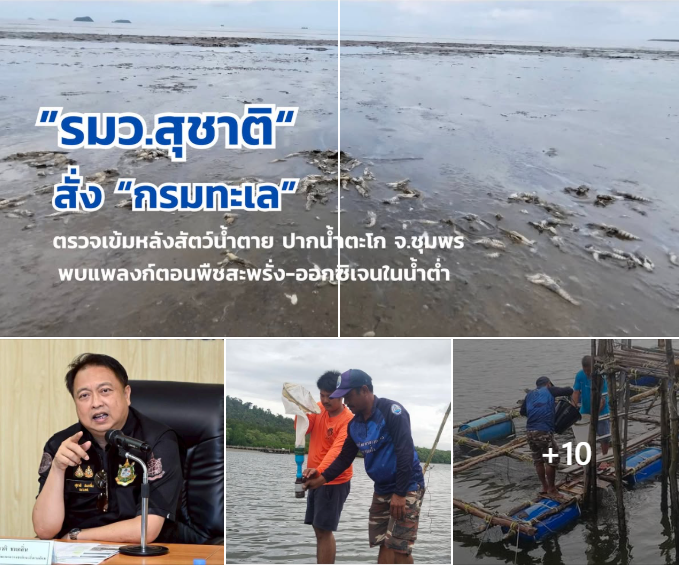 รมว.สุชาติ สั่ง “กรมทะเล” ตรวจเข้มหลังสัตว์น้ำตาย ปากน้ำตะโก จ.ชุมพร พบแพลงก์ตอนพืชสะพรั่ง-ออกซิเจนในน้ำต่ำ