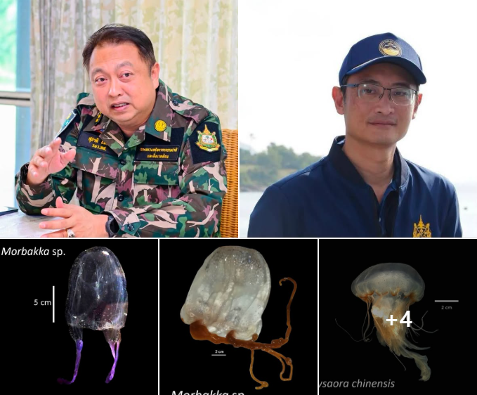 รมว.ทส. ห่วงใยความปลอดภัยนักท่องเที่ยว กำชับกรมทะเล เข้มเฝ้าระวัง-ให้ความรู้ป้องกันเหตุซ้ำ