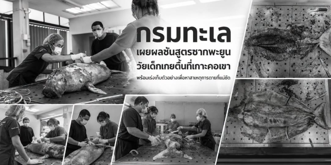 กรมทะเล เผยผลชันสูตรซากพะยูนวัยเด็กเกยตื้นที่เกาะคอเขา พร้อมเร่งเก็บตัวอย่างเพื่อหาสาเหตุการตายที่แน่ชัด