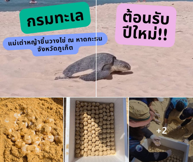 กรมทะเล ต้อนรับปีใหม่!! ! แม่เต่าหญ้าขึ้นวางไข่ ณ หาดกะรน จังหวัดภูเก็ต