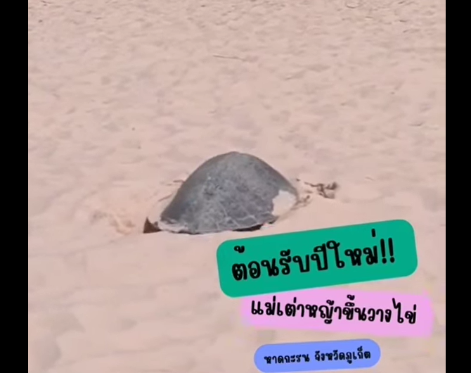 ต้อนรับปีใหม่!! ! แม่เต่าหญ้าขึ้นวางไข่ ณ หาดกะรน จังหวัดภูเก็ต