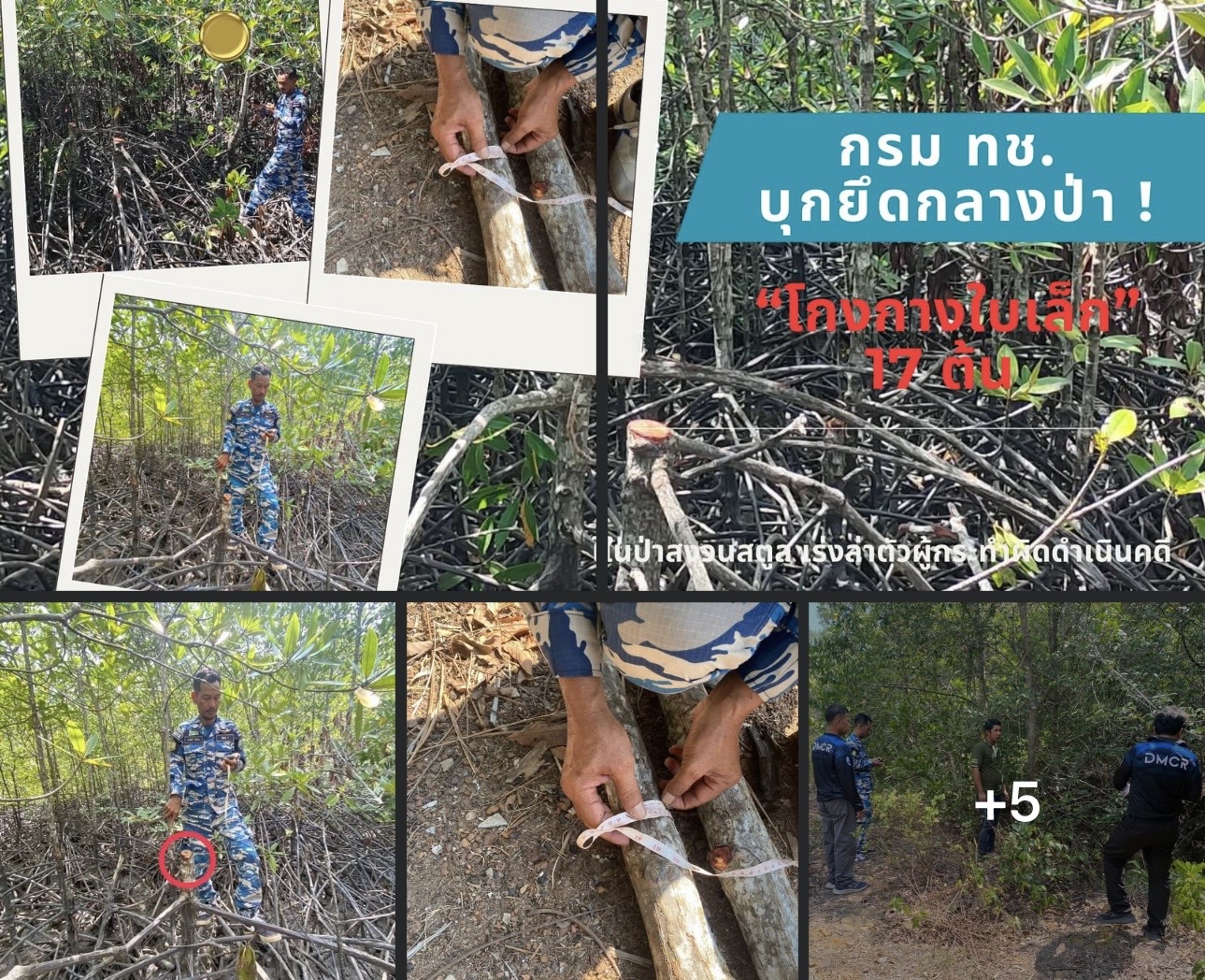 กรม ทช. บุกยึดกลางป่า! ลอบตัด “โกงกางใบเล็ก” 17 ต้น ในป่าสงวนสตูล เร่งล่าตัวผู้กระทำผิดดำเนินคดี