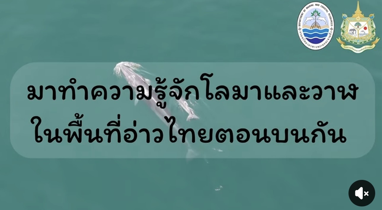 ข่าวน่ายินดีใกล้กรุง! อ่าวไทยตอนบนมี ‘โลมา–วาฬ’ อาศัยจริง เผยความมหัศจรรย์ธรรมชาติใกล้ตัวกว่าที่คิด